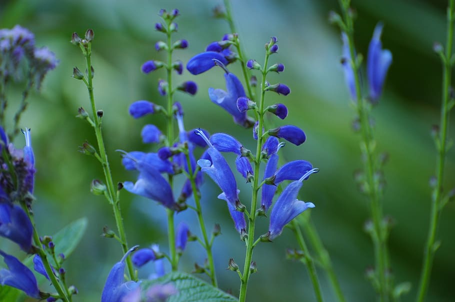 flowers, blue, bouquet, garden, blue flower, purity, blooming, HD wallpaper