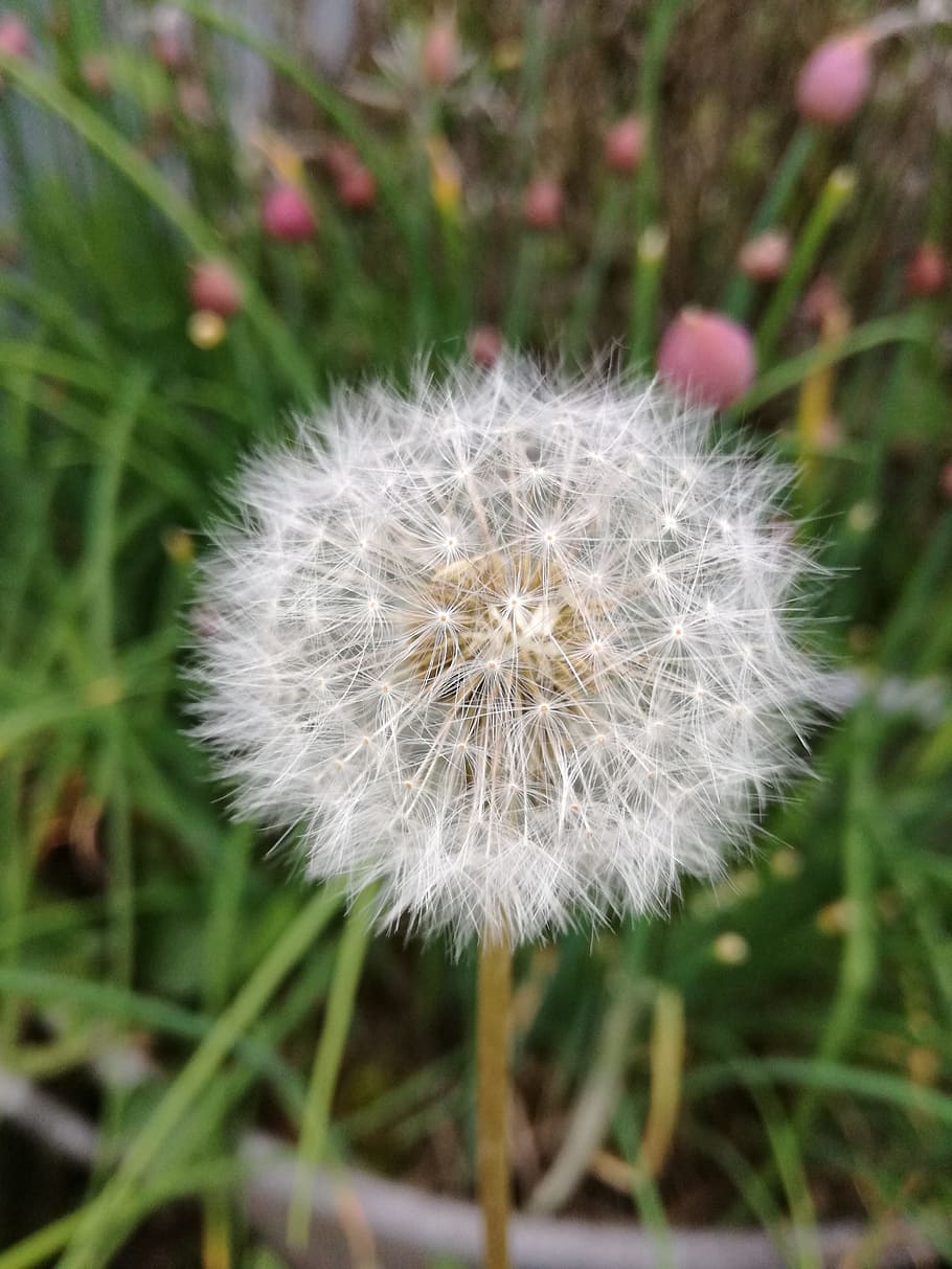 dandelion, garden, plant, flower, flowering plant, fragility HD wallpaper
