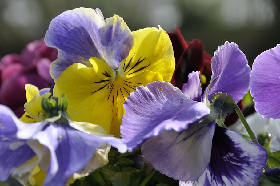 violets, spring, flowers, lilac, purple, yellow, flowering plant HD wallpaper