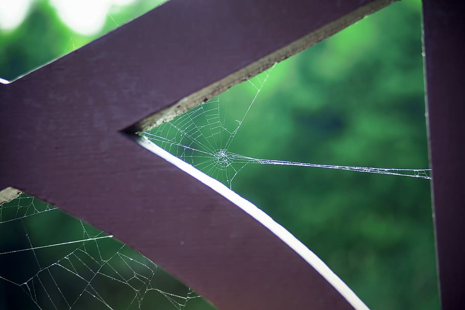 Spider'S Web, Natural, Cobweb, a spider's web, park, green color HD wallpaper