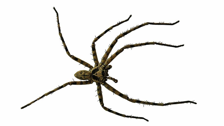 brown huntsman spider on white background closeup photography HD wallpaper