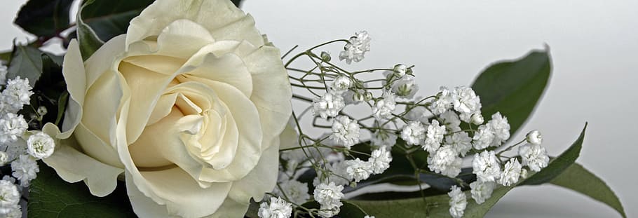white rose on white surface, roses, rose flower, flowers, gypsophila