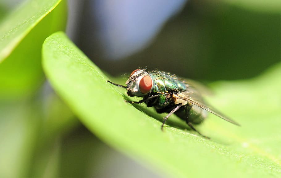 Fly, Bug, Insect, Macro, one animal, animal themes, animals in the wild HD wallpaper