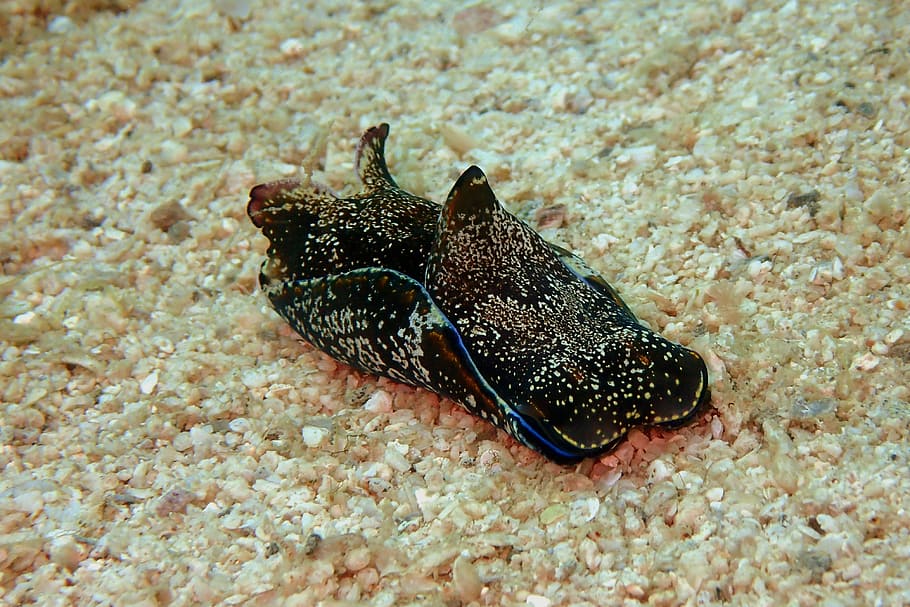 HD wallpaper: sea hare, sea slug, nudibranch, underwater, mollusk