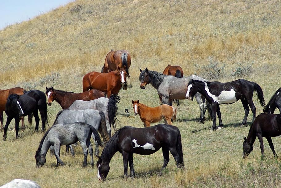 group of horse on beige field mountain, feral horses, wild HD wallpaper