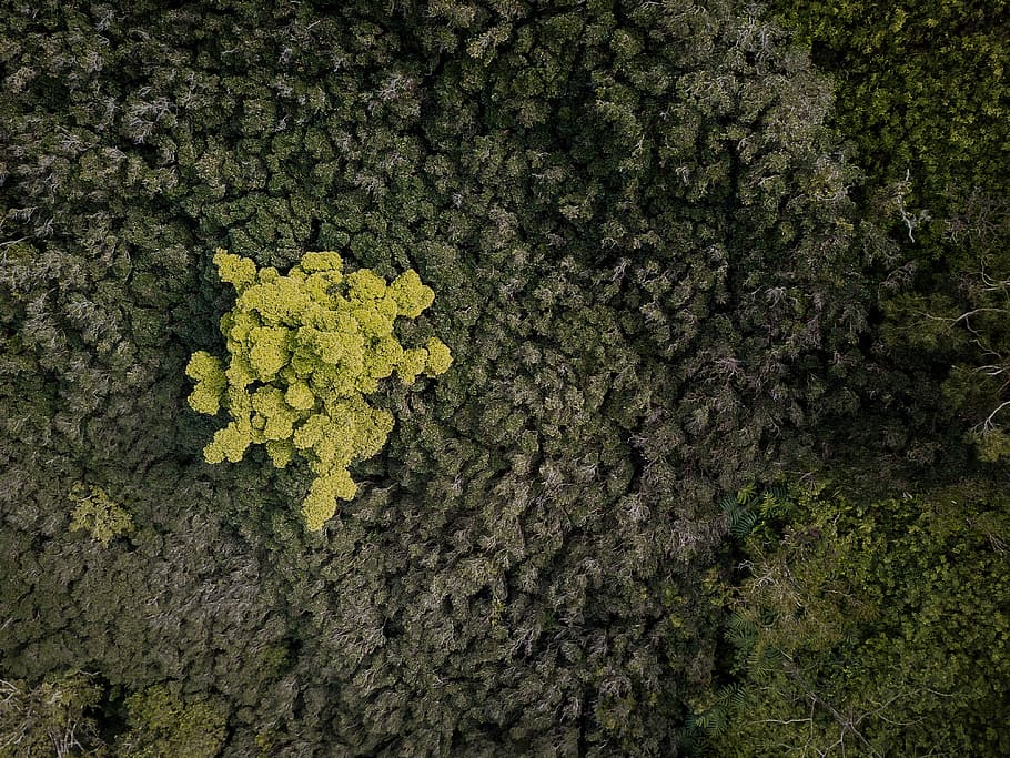 aerial photography of forest, aerial photography of trees during daytime HD wallpaper