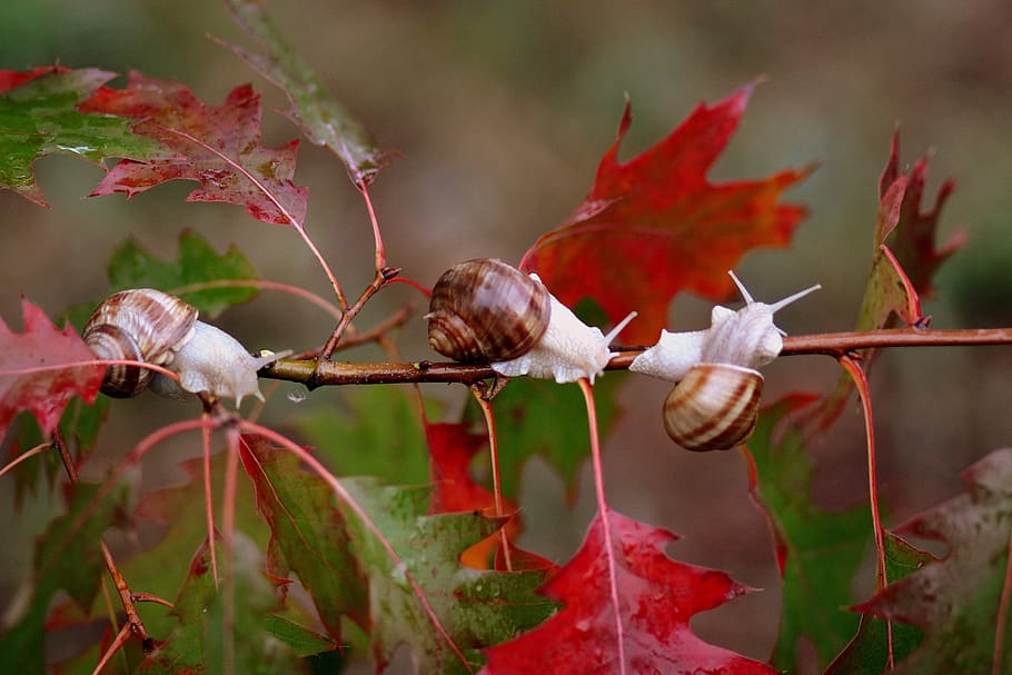 shallow focus photography of brown-and-white snails, leaves HD wallpaper