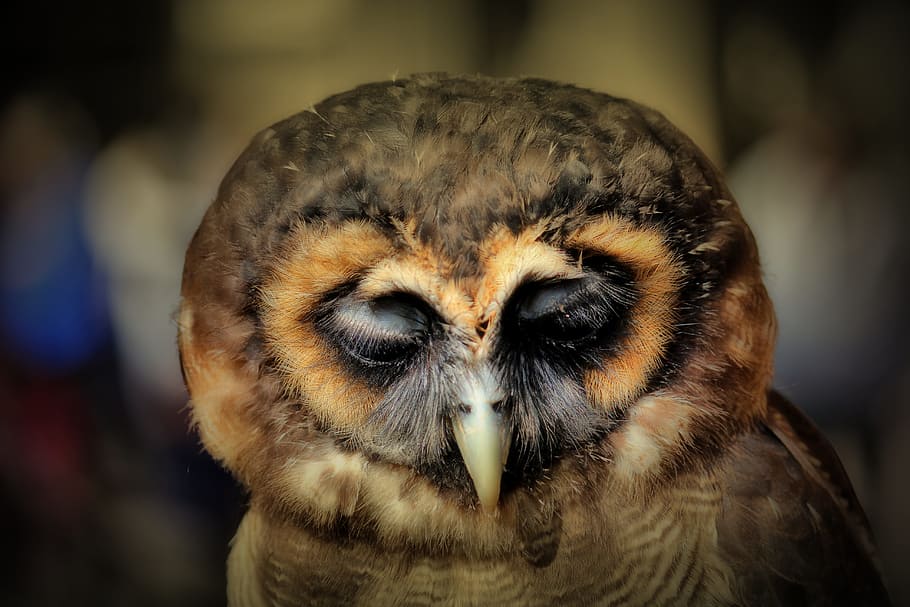 Owl, Bird, Raptor, Nocturnal, Rest, bill, animal, wildlife HD wallpaper