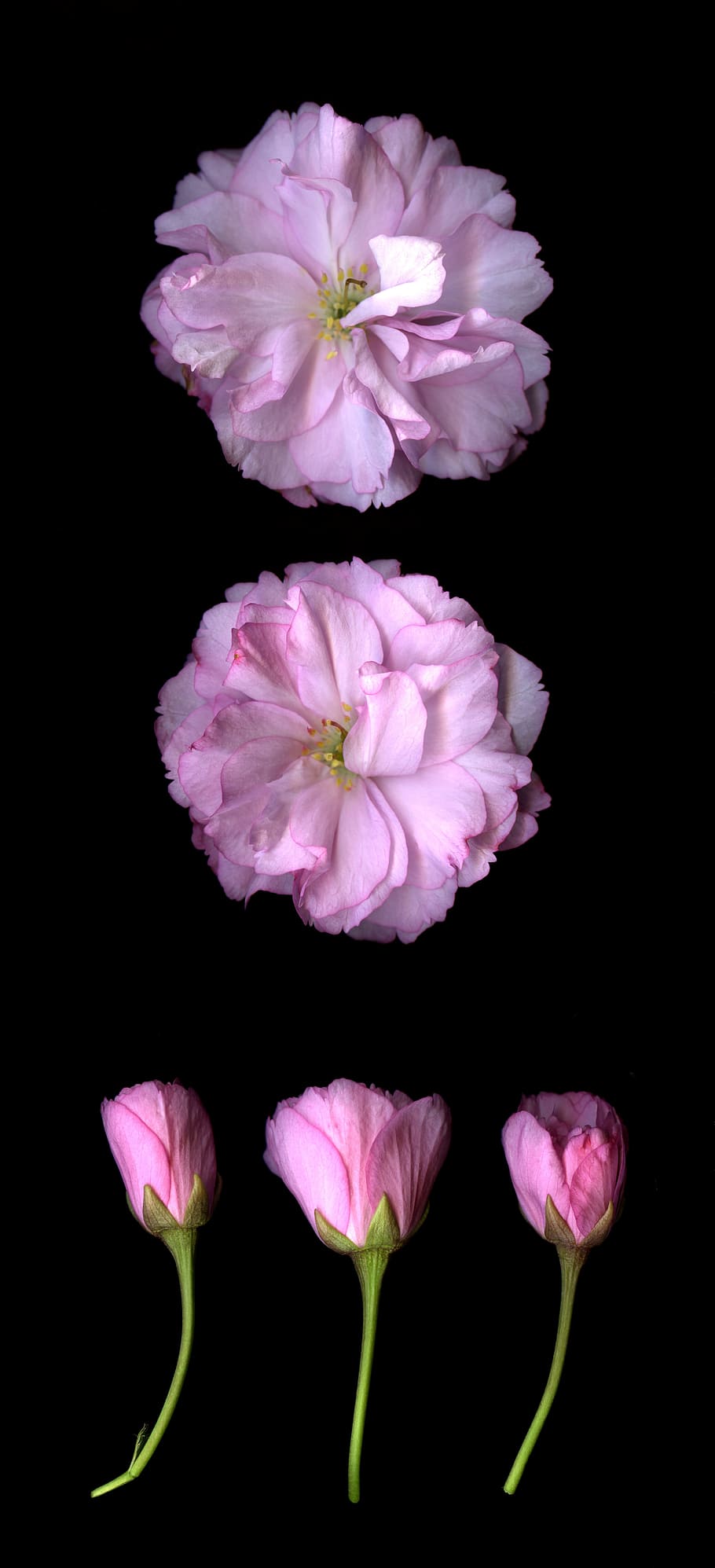 closeup photo of five pink and white petaled flowers, spring HD wallpaper