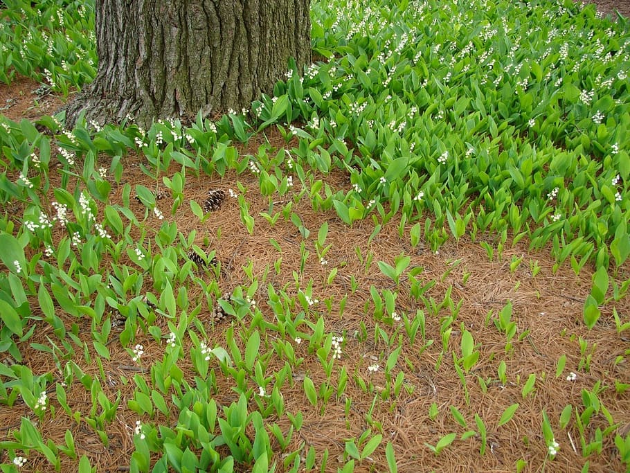 spring, flower, woods, forest, cone, tree, bark, lily, growth HD wallpaper