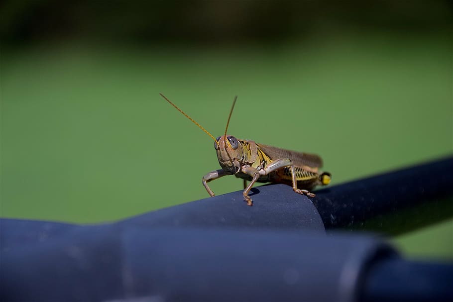 grasshopper, insect, nature, bug, green, wildlife, fauna, summer HD wallpaper