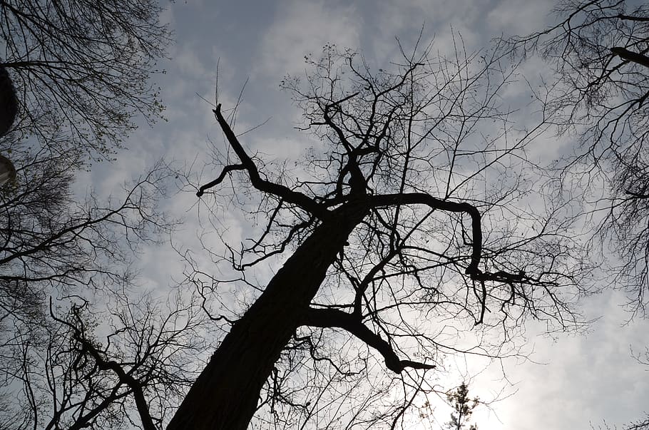 tree, silhouette, aesthetic, branches, cloudiness, bare tree HD wallpaper