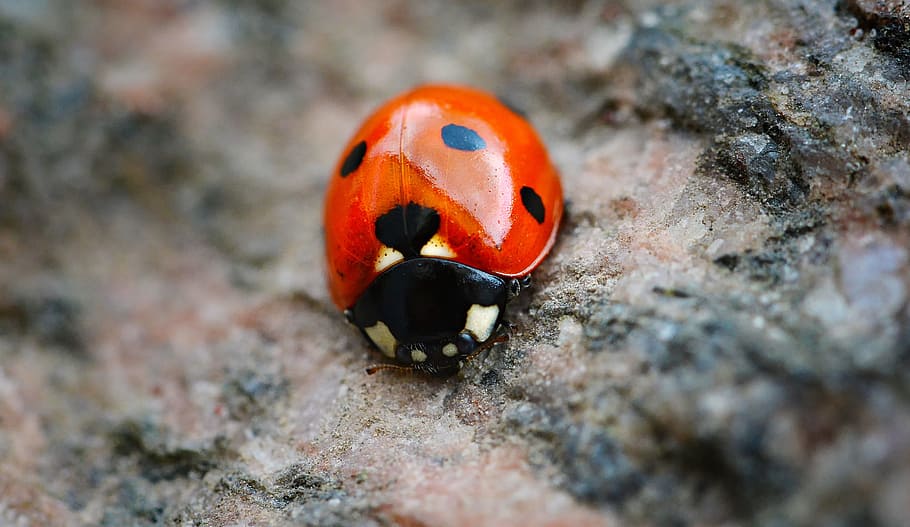 close-up photography of ladybird, ladybug, red, points, black points HD wallpaper