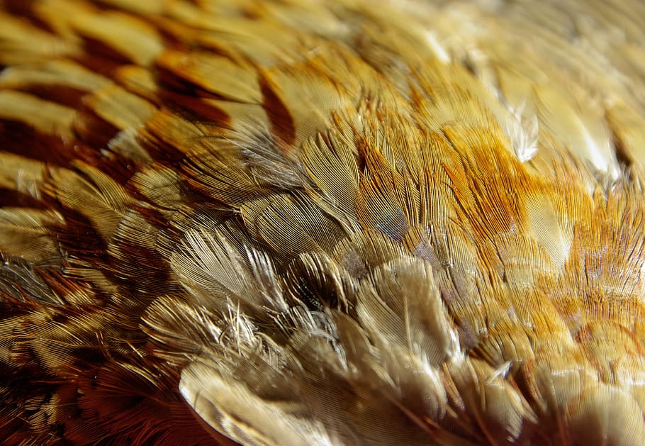 brown feathers, bird, pheasant, animal, animal themes, vertebrate HD wallpaper