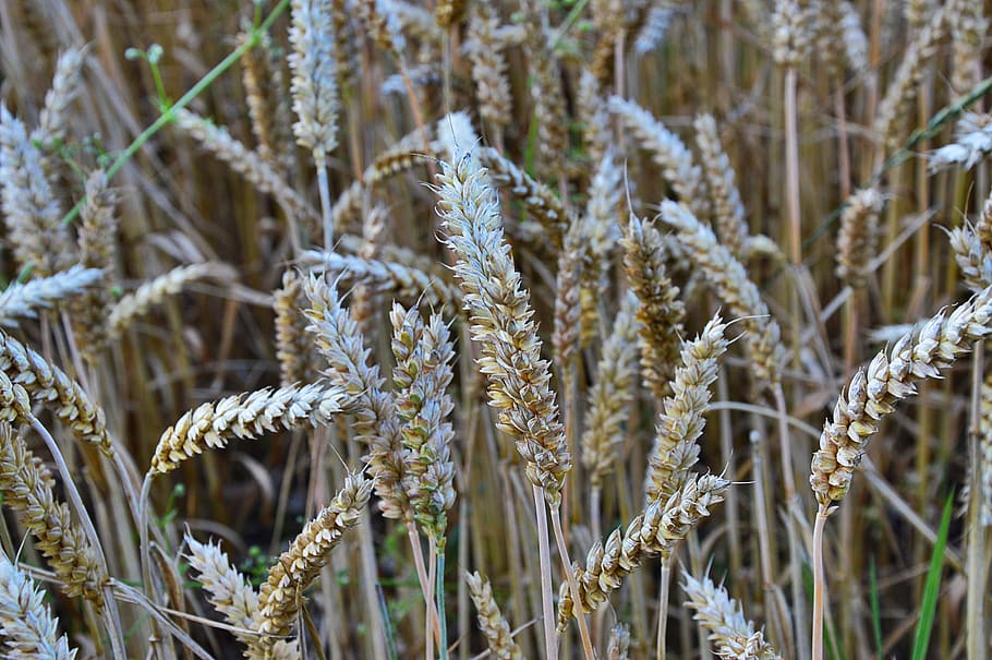 cereals, grain, spike, plant, growth, nature, close-up, no people HD wallpaper