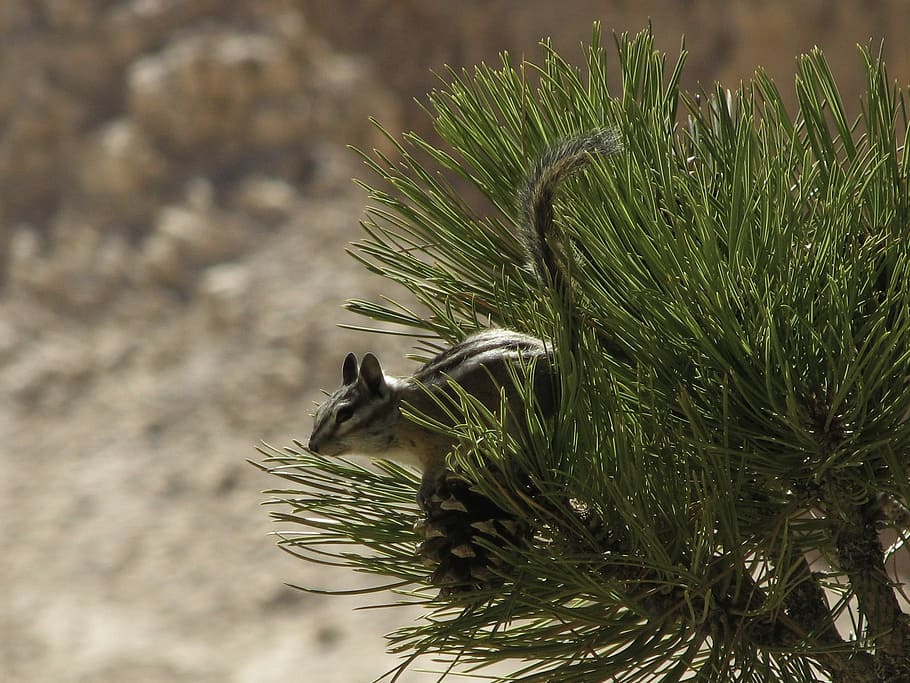 Chipmunk, Jump, Pine, no people, nature, day, outdoors, close-up HD wallpaper