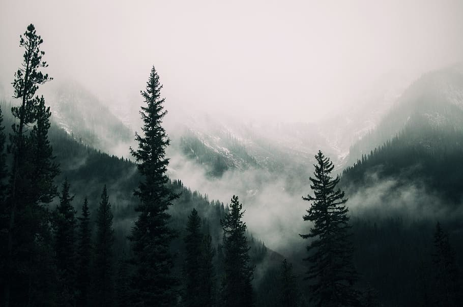 forest, trees, plants, nature, mountain, snow, winter, fogs HD wallpaper