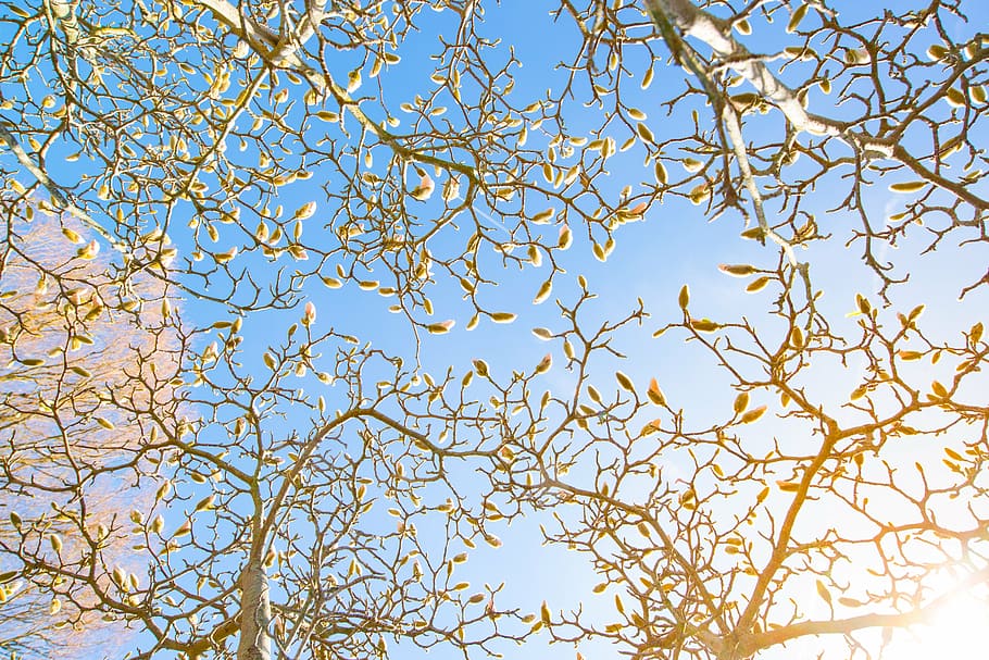 low angle view photography of flowering tree during daytime HD wallpaper
