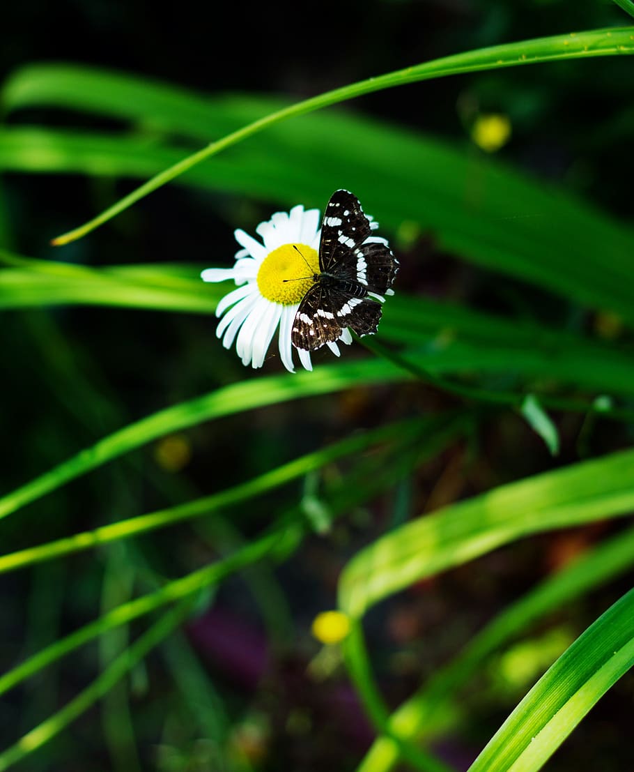 summer, daisy, butterfly, plant, flower, beauty in nature, flowering plant HD wallpaper