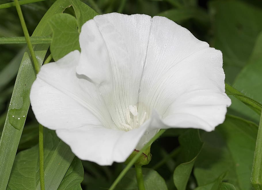 Bindweed, Flower, White, Cup, Cream, garden, plant wild, green HD wallpaper