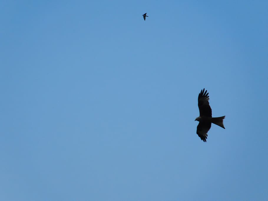 sky, birds, summer, fly, nature, wild, flying, vertebrate, animal themes HD wallpaper