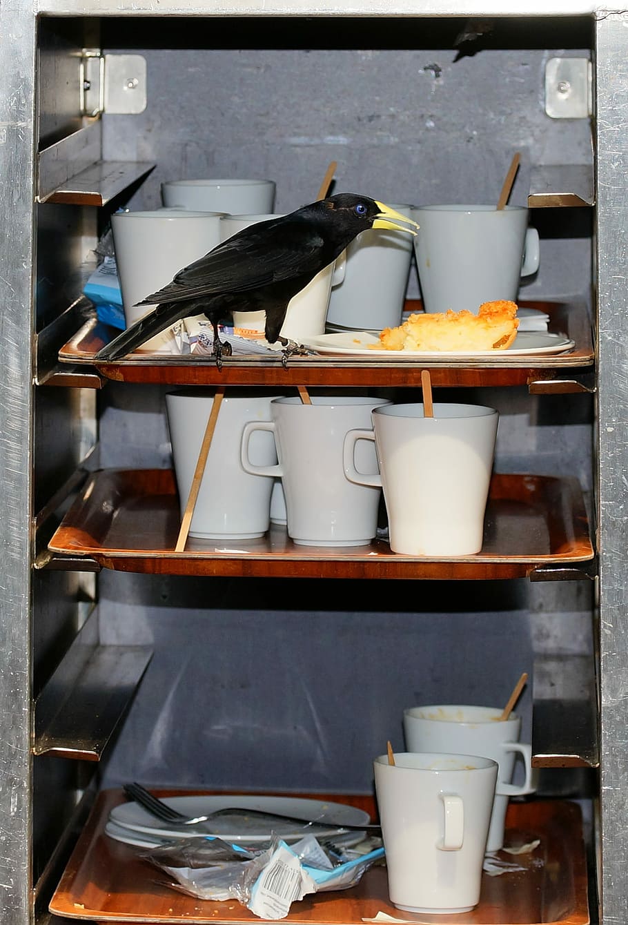 bird eating the bread on shelf, funny bird, greedy, cake, pilfer, HD wallpaper