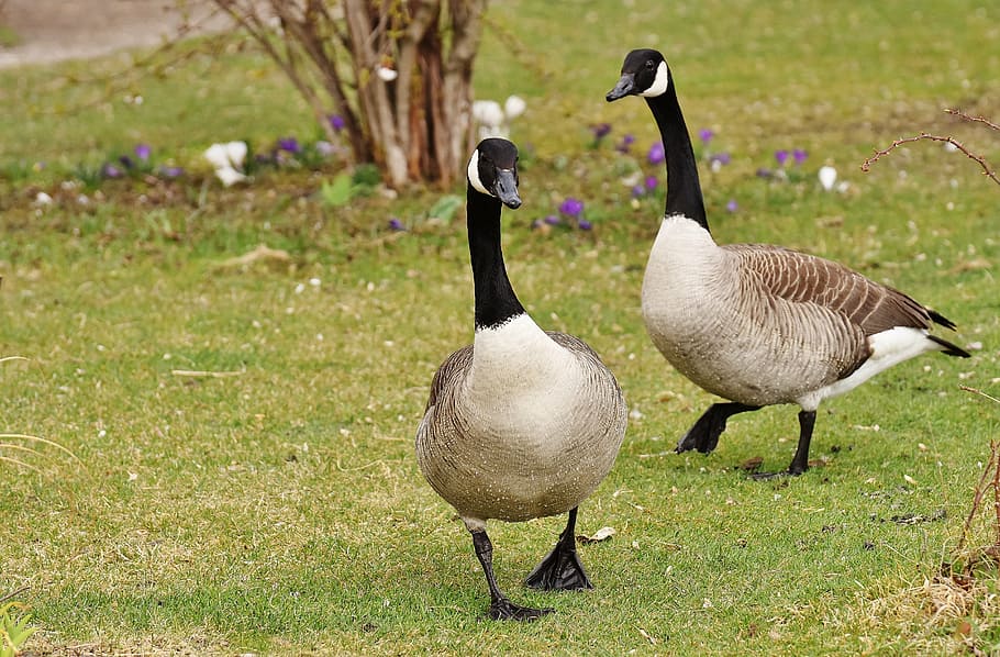 white-brown-and-black Canada geese walkthrough on green grass, HD wallpaper
