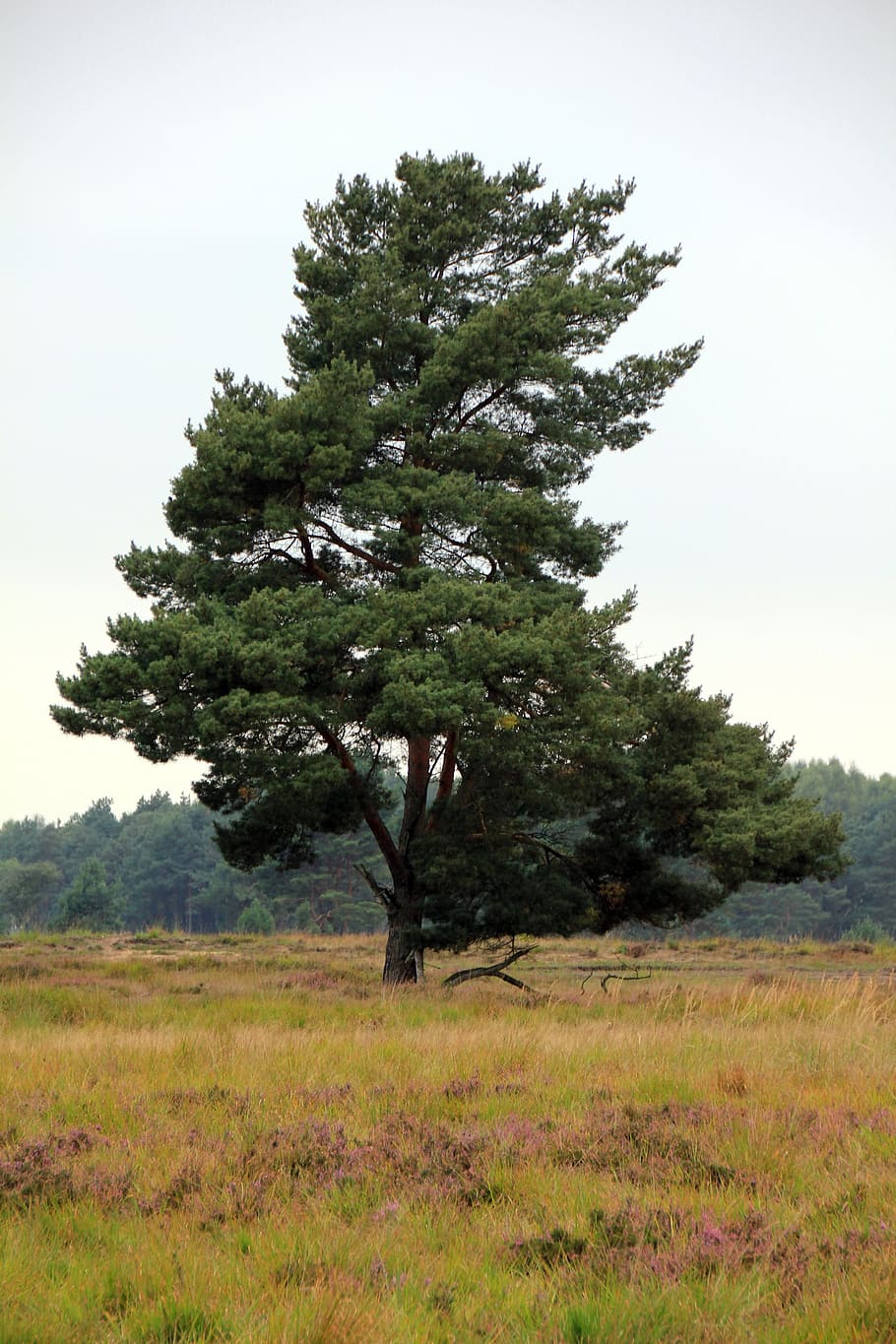 Tree, Landscape, Senne, Grass, nature, no people, day, plant HD wallpaper