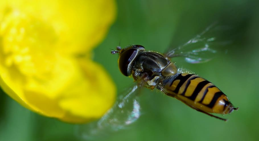 insect, nature, bee, fly, animal, animal themes, invertebrate HD wallpaper