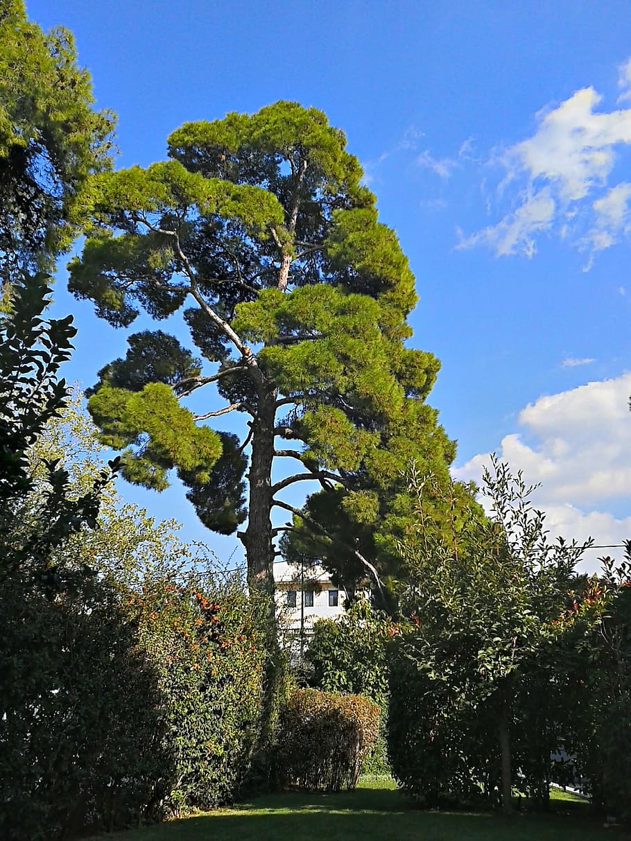 pine tree, trees, tall trees, green, greenwood, blue sky, outdoors HD wallpaper