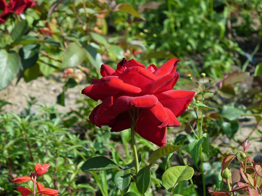 rose, petals, background, flowering plant, beauty in nature HD wallpaper