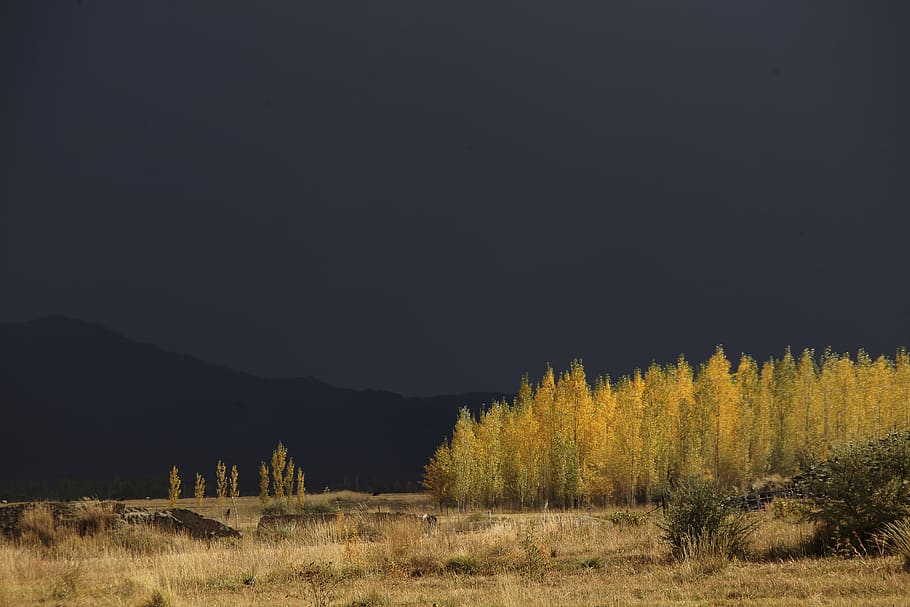 prairie, dark clouds, autumn, plant, tree, beauty in nature HD wallpaper