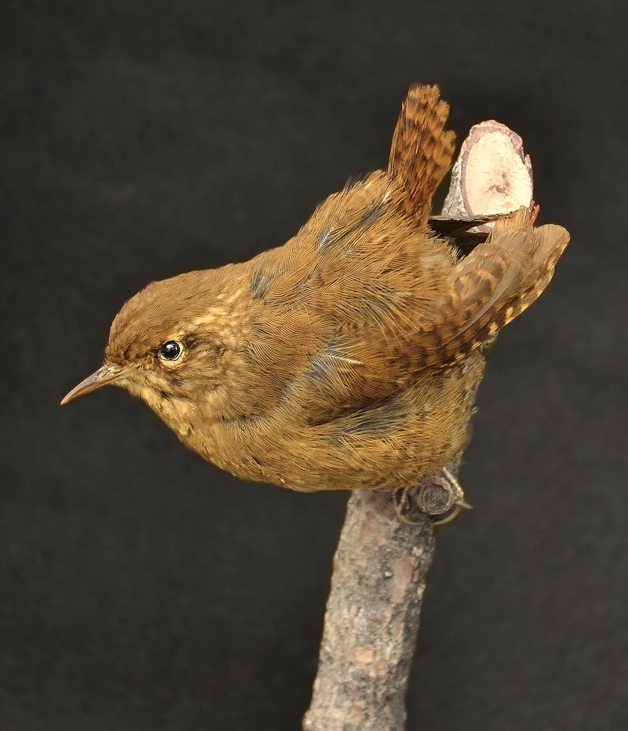 brown bird perched on tree branch, wren, winter wren, small, tiny, HD wallpaper