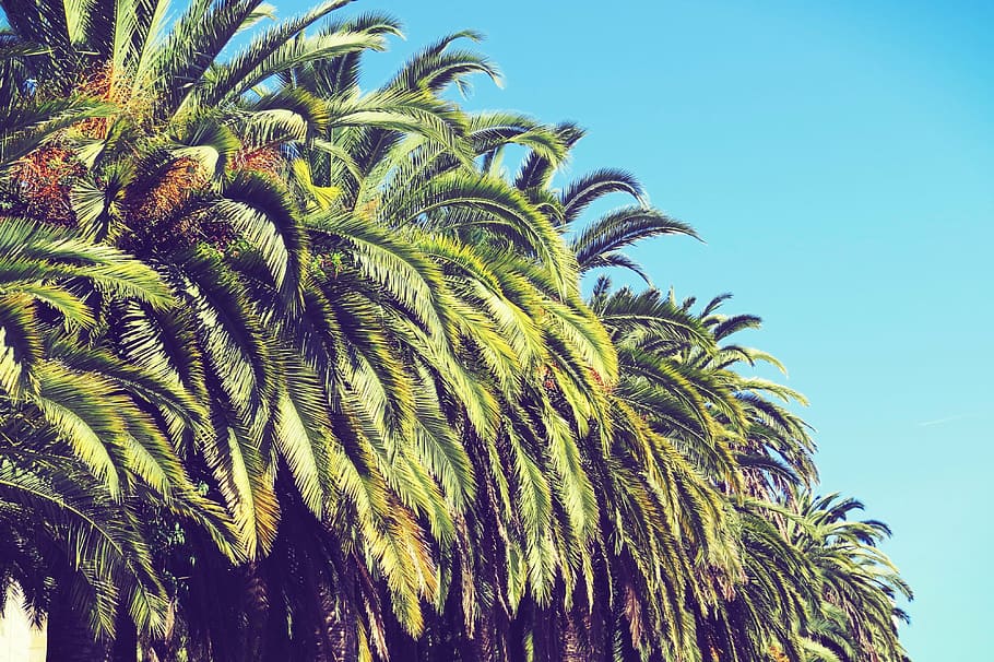 plam, tree, summer, spain, growth, plant, blue, palm tree, tropical climate HD wallpaper
