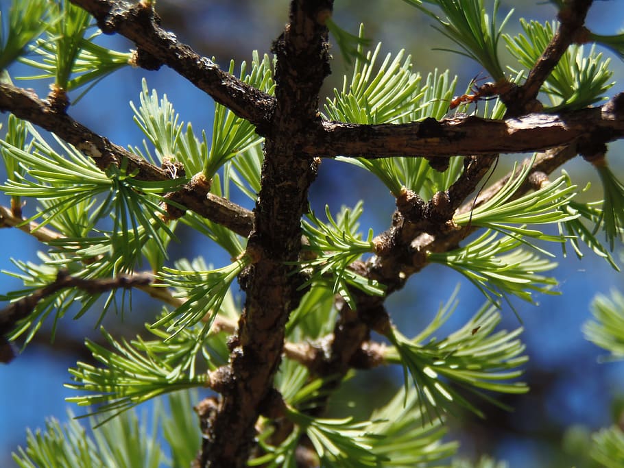 Branch, Larch, Tree, Nature, green, plant, leaf, spring, growth HD wallpaper
