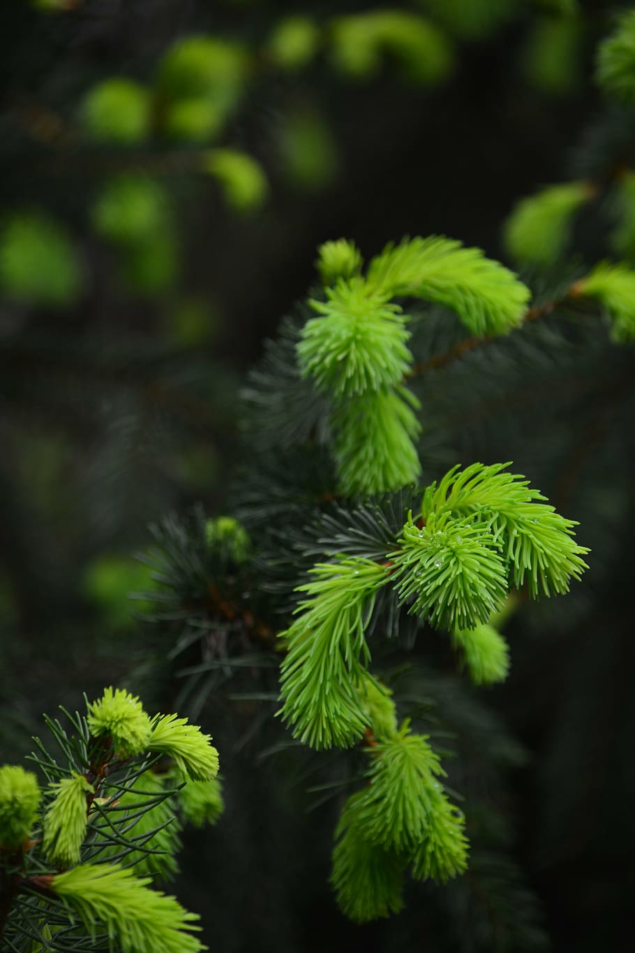 pine, bud, forest, hungary, growth, plant, green color, beauty in nature HD wallpaper