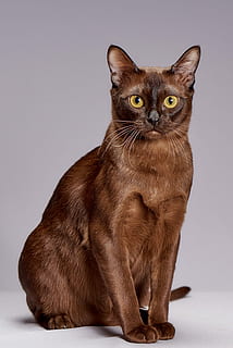 short-haired brown cat, animals, cute, pet, breed burmese, kitten HD wallpaper