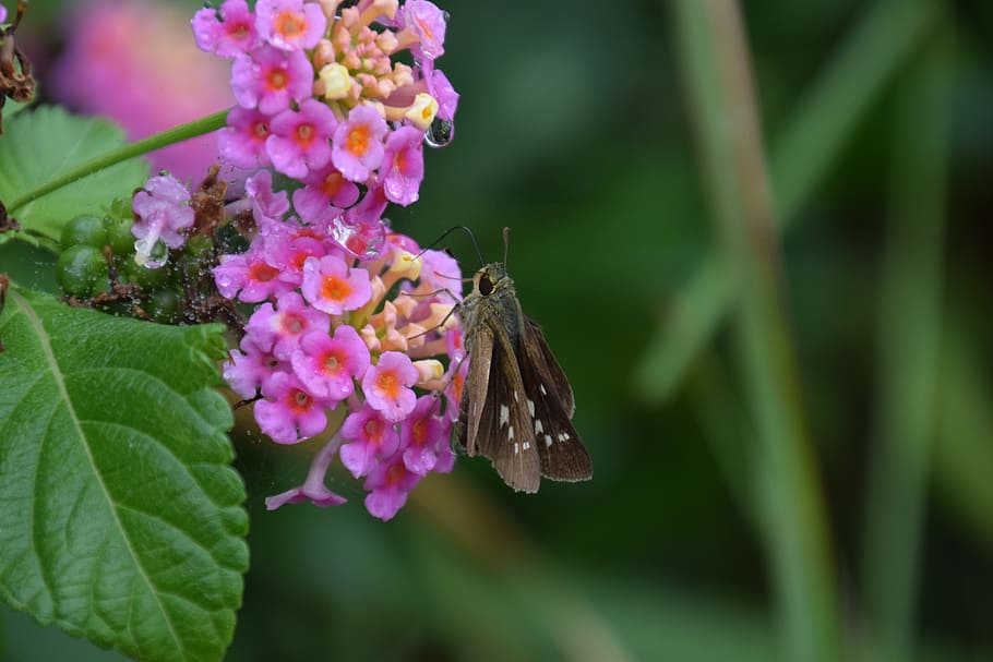 pink flower, moth, dew, insect, nature, flowering plant, beauty in nature HD wallpaper