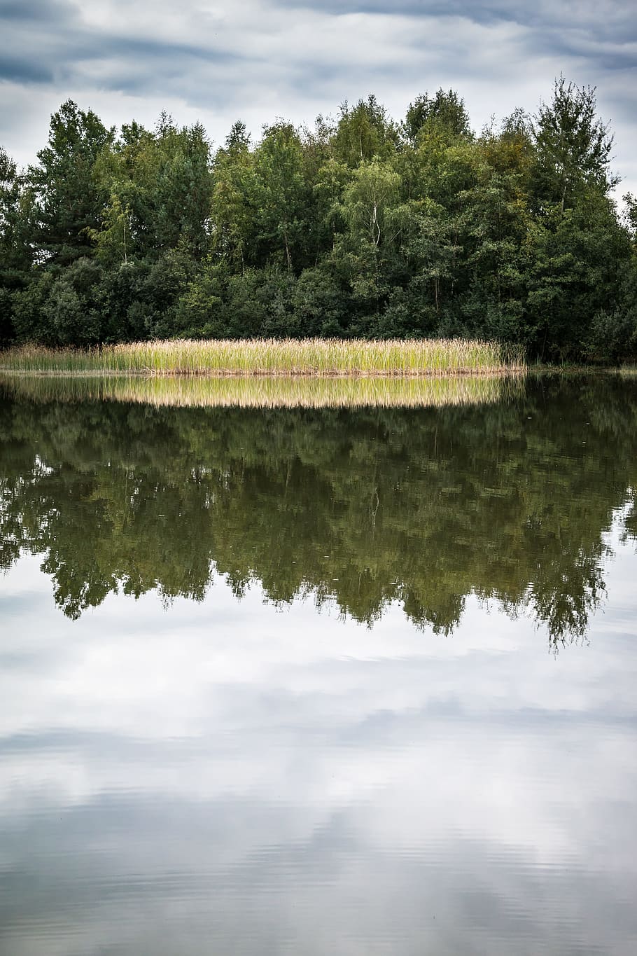 Lake, Mirroring, Reed, Forest, Water, reflection, pond, lake surface HD wallpaper