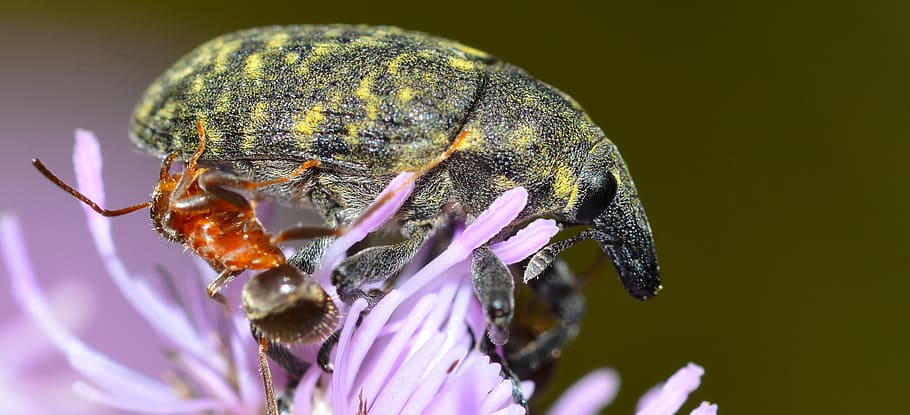 insects, weevil, beetles, animal themes, one animal, animal wildlife HD wallpaper