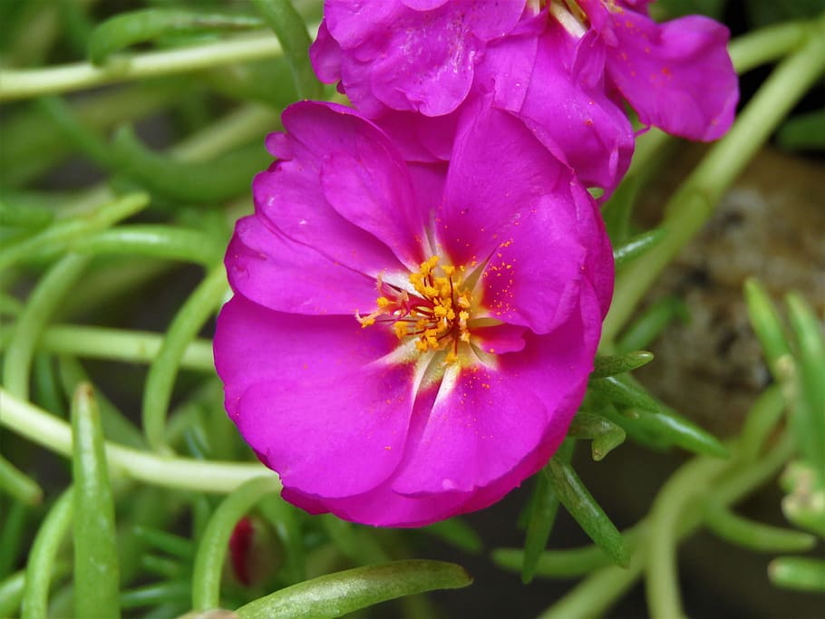 flower, macro, purple and white, green, garden, flowering plant HD wallpaper