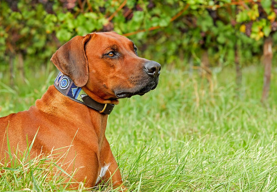 adult tan redbone coonhound, rhodesian ridgeback, dog, purebred dog