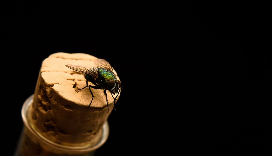 fly, insect, macro, close, flight insect, animal, animal themes HD wallpaper
