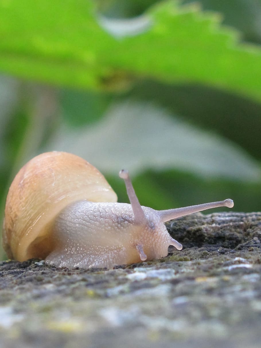 shallow focus photography of beige snail, leaf, trunk, nature HD wallpaper