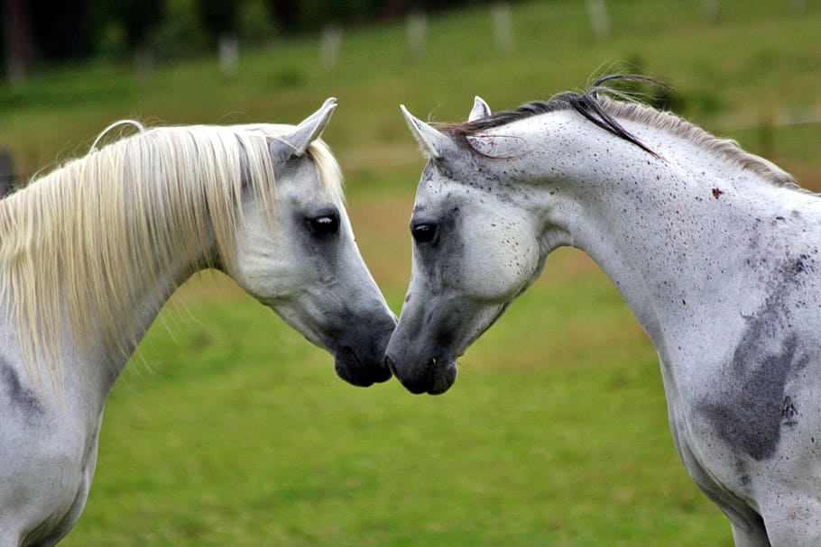 two white horses in closeup photo, arabians, equines, animals, HD wallpaper