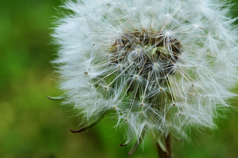 dandelion, flower, spring, nature, plant, disputes, vulnerability HD wallpaper