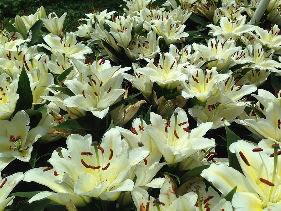 tropical, flower, white, flowering plant, beauty in nature HD wallpaper