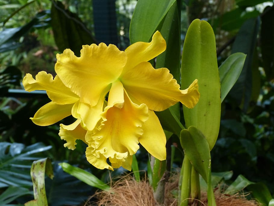 close up photo of yellow petaled flowering plant, singapore, park, HD wallpaper