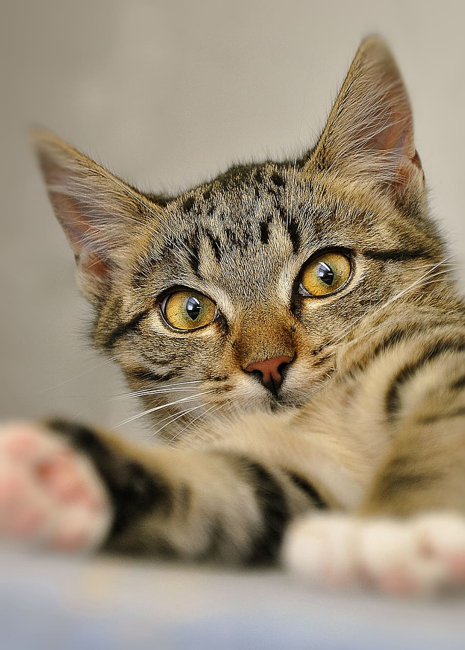 brown tabby cat, young, mieze, mackerel, pet, hangover watched HD wallpaper