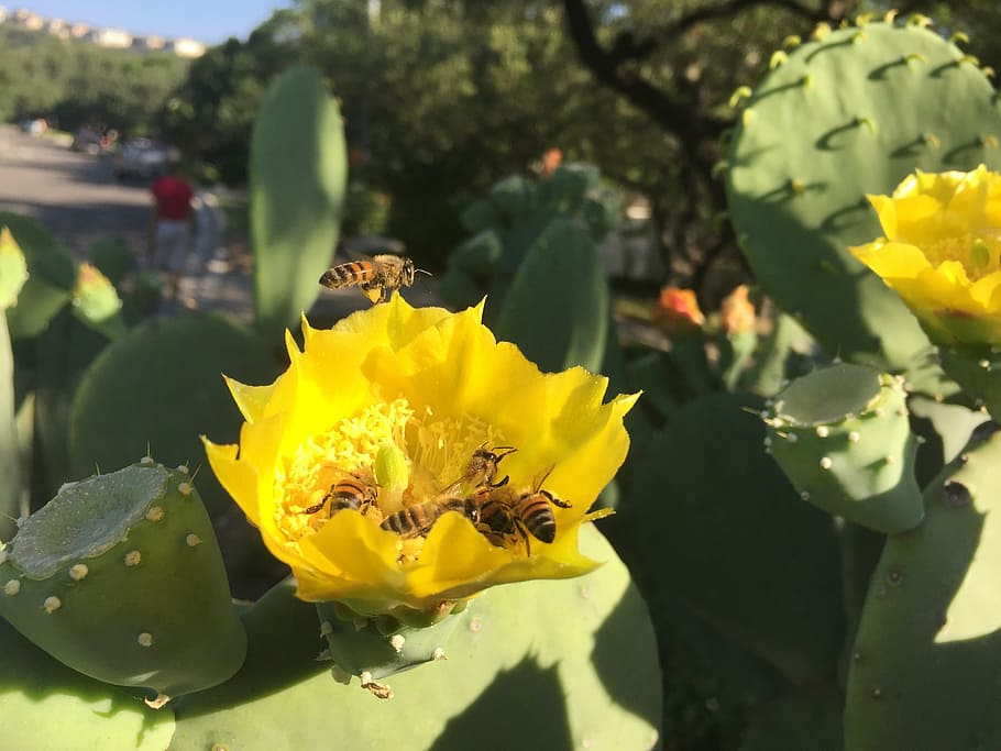 cactus, bloom, macro, bees, yellow, flower, flowering plant HD wallpaper